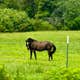 Faye Whittemore Farms Inc