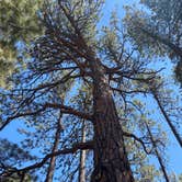 Review photo of North Rim Campground — Grand Canyon National Park by Terry K., July 8, 2023