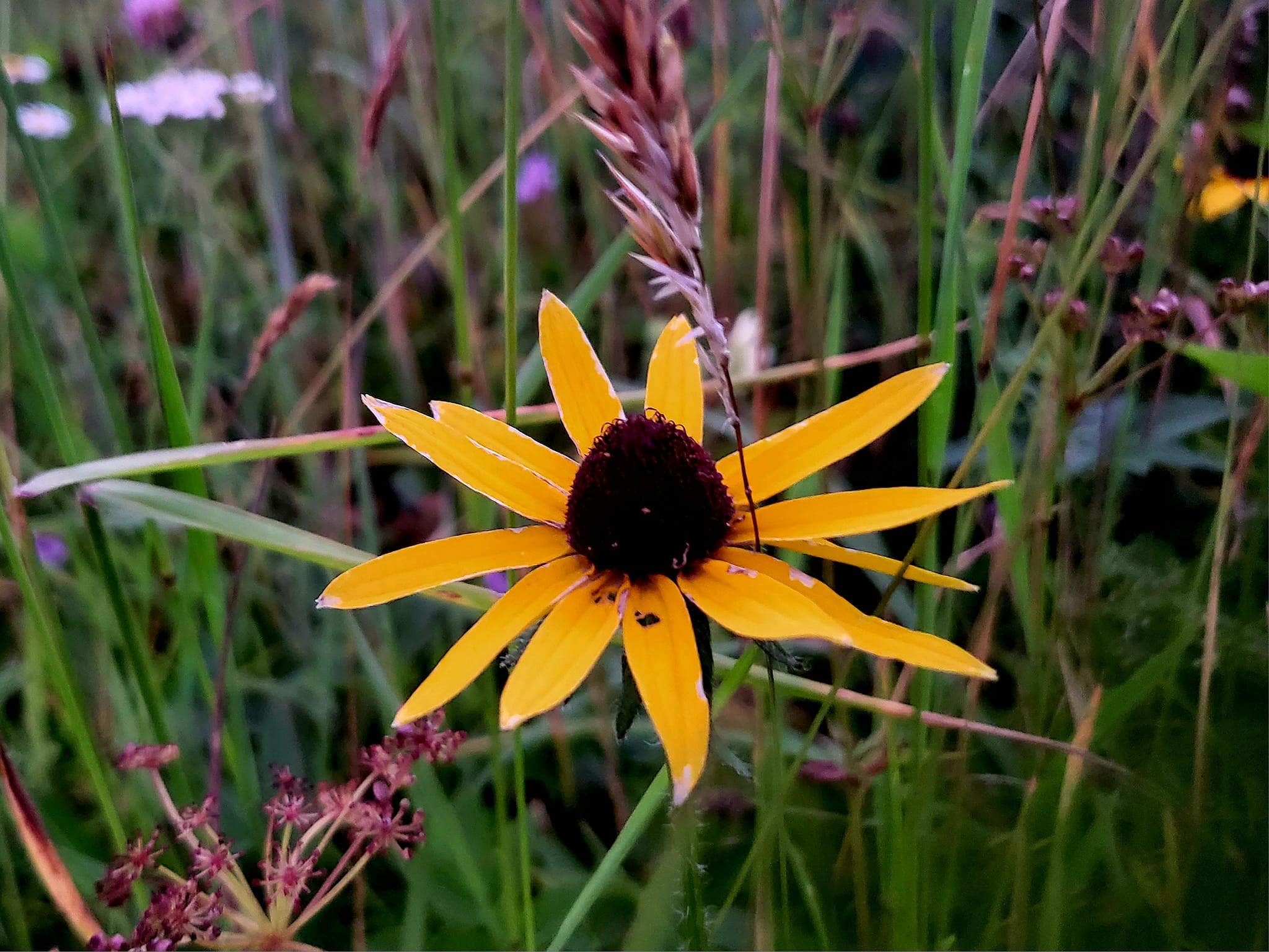 Camper-submitted photo at Snowshoe Valley Camping near Snowshoe, WV
