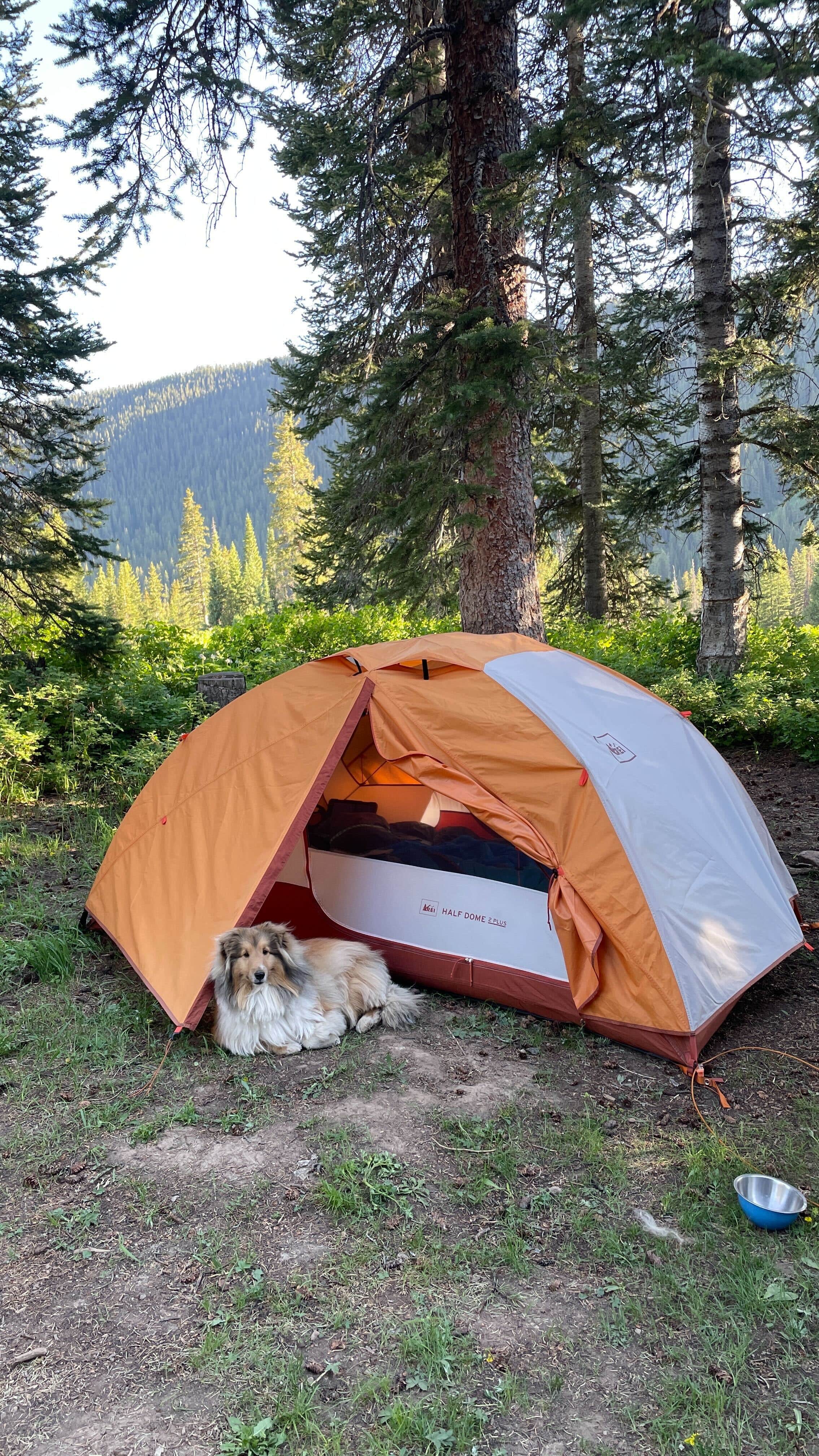 Brooke G.'s photo of camping with pets at Washington Gulch Dispersed Camping - PERMANENTLY CLOSED near Crested Butte, CO
