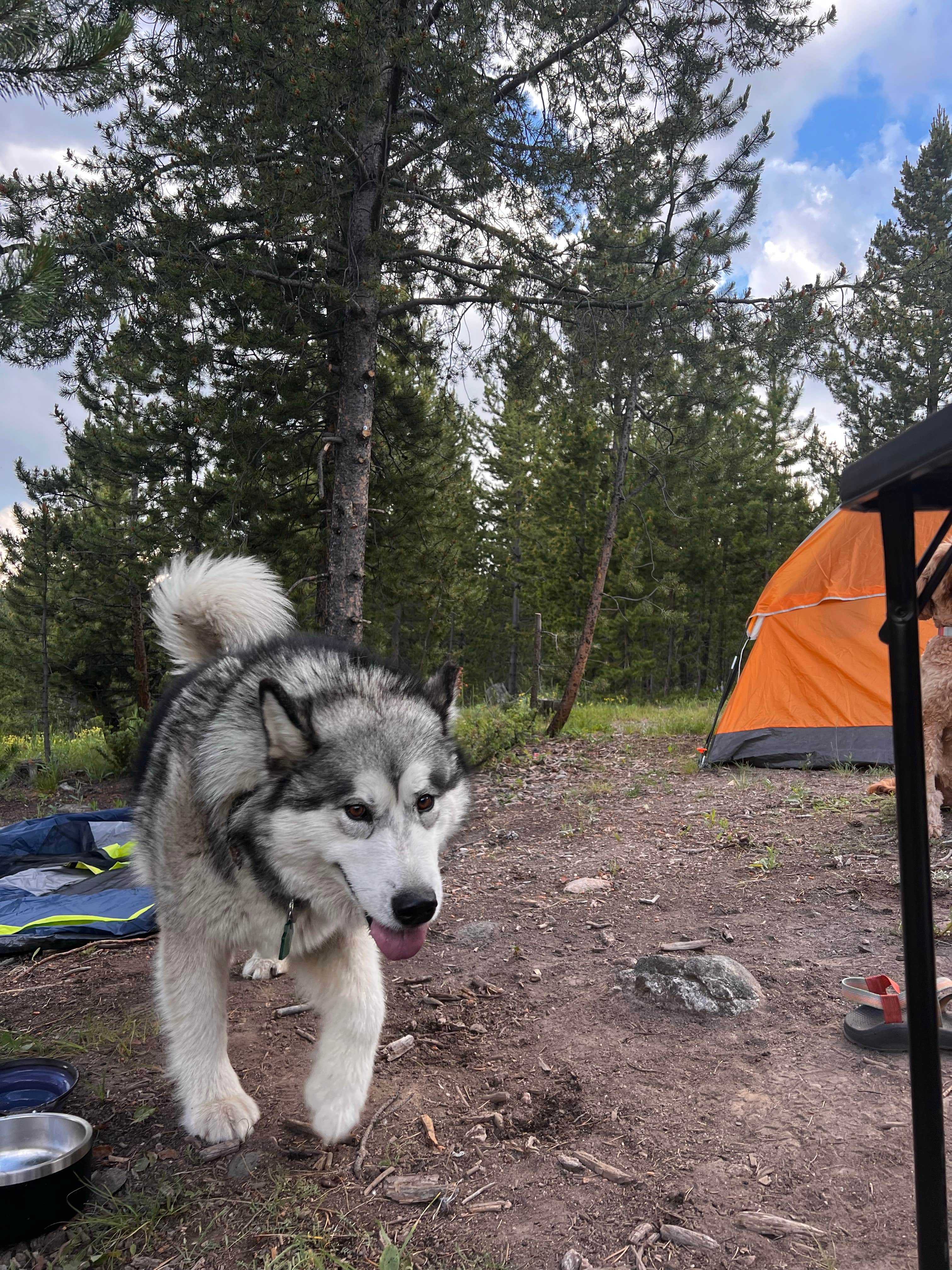 Sydney R.'s photo of tent camping at Stillwater Pass Dispersed Campsite near Granby, CO