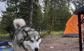Sydney R.'s photo of camping with pets at Stillwater Pass Dispersed Campsite near Rocky Mountain National Park