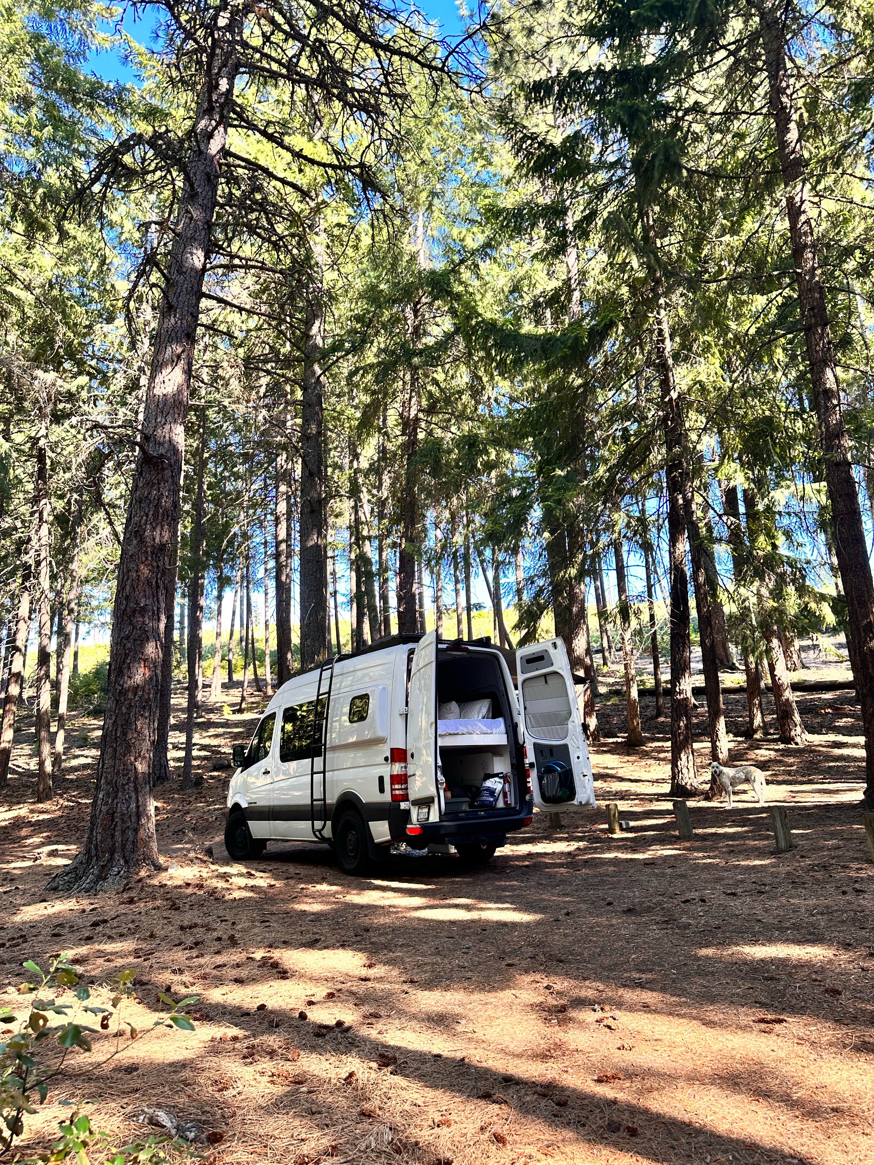Monica C.'s photo of camping with pets at South Shore Suttle Lake near Cloverdale, OR
