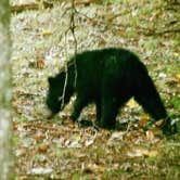 Review photo of Cades Cove Campground by Joel R., October 23, 2018