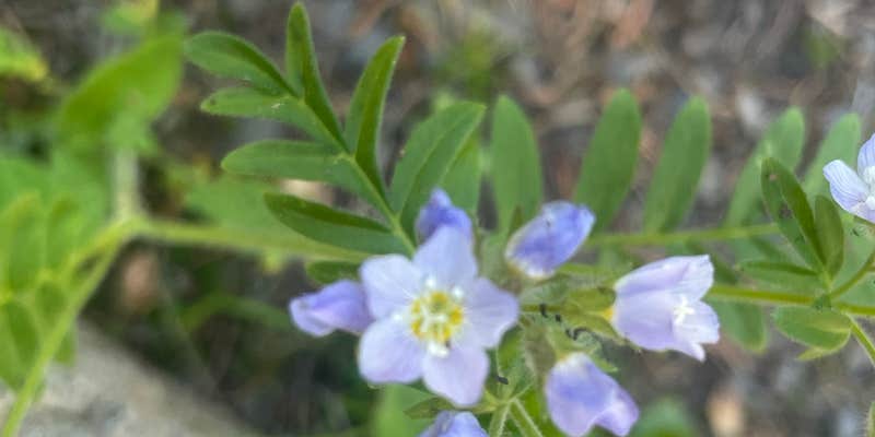 Camper submitted image from Woodland Campground