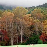Review photo of Cades Cove Campground by Joel R., October 23, 2018
