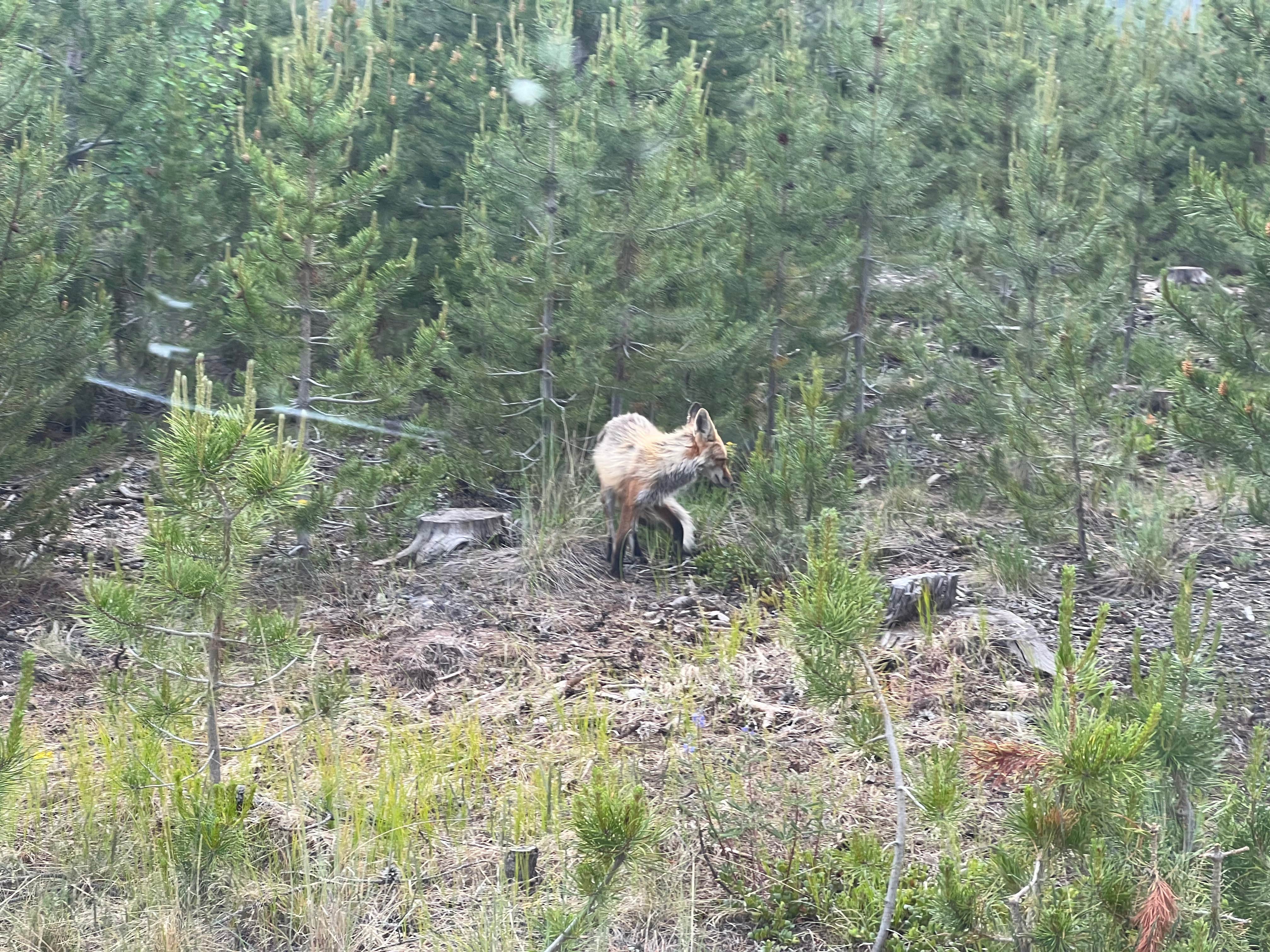 Jason F.'s photo of camping with pets at Peak One Campground near Climax, CO
