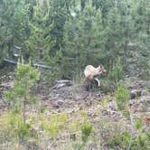 Review photo of Peak One Campground by Jason F., July 10, 2023