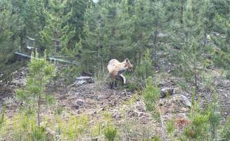 Jason F.'s photo of camping with pets at Peak One Campground near Blue River, CO