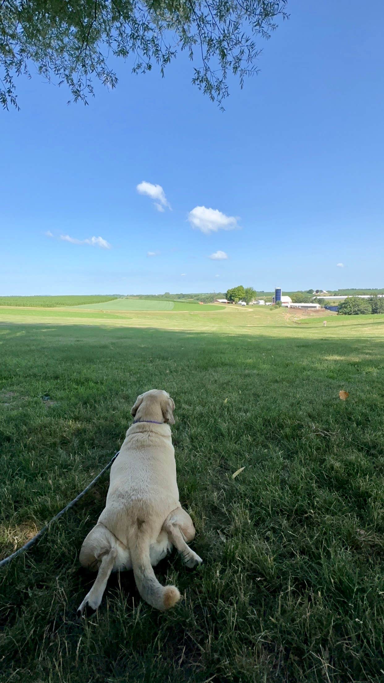 Stephanie S.'s photo of camping with pets at Rustic Barn Campground RV Park near Dyersville, IA