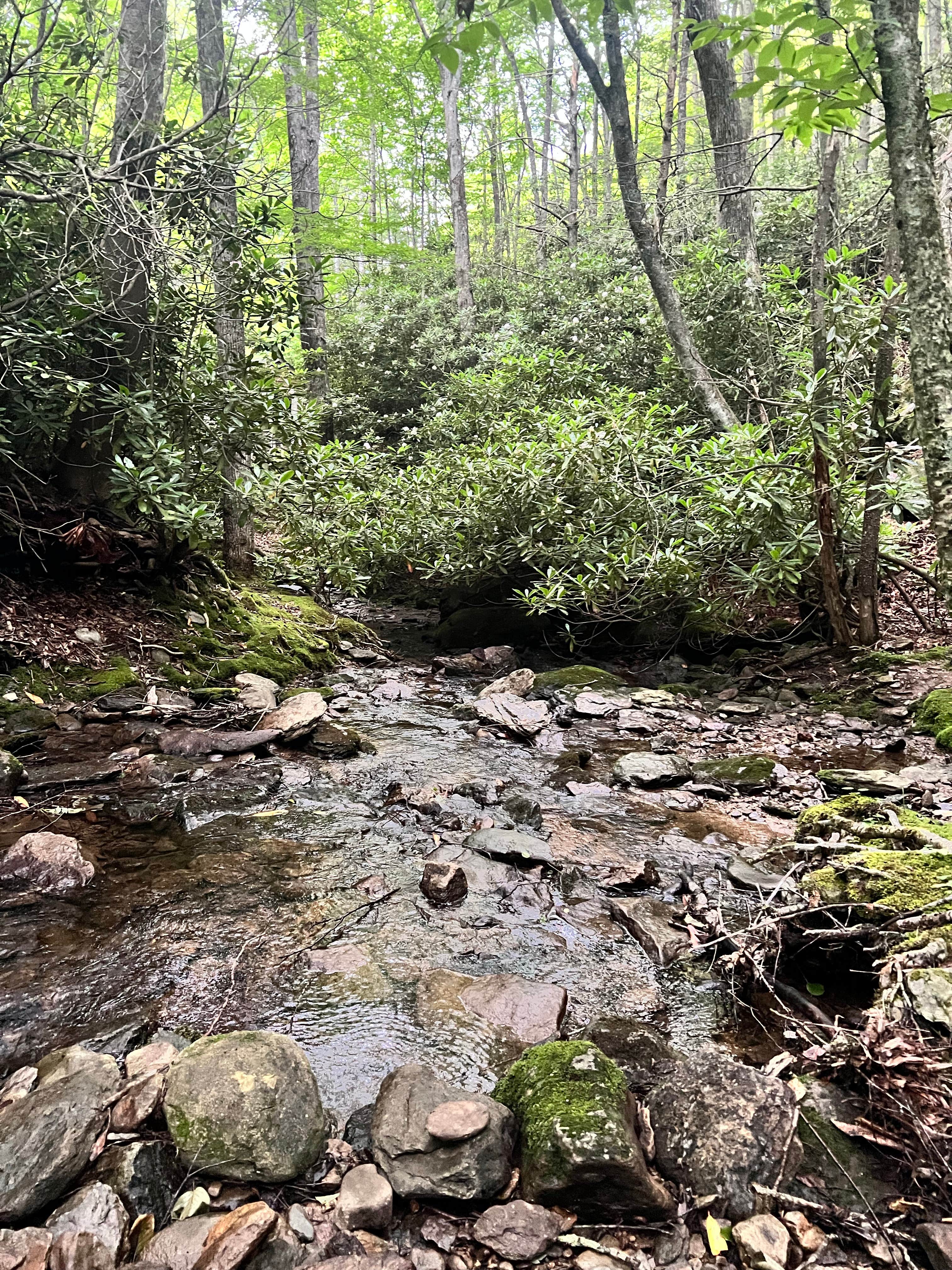 Camper-submitted photo at Honey Bear Campground near Vilas, NC