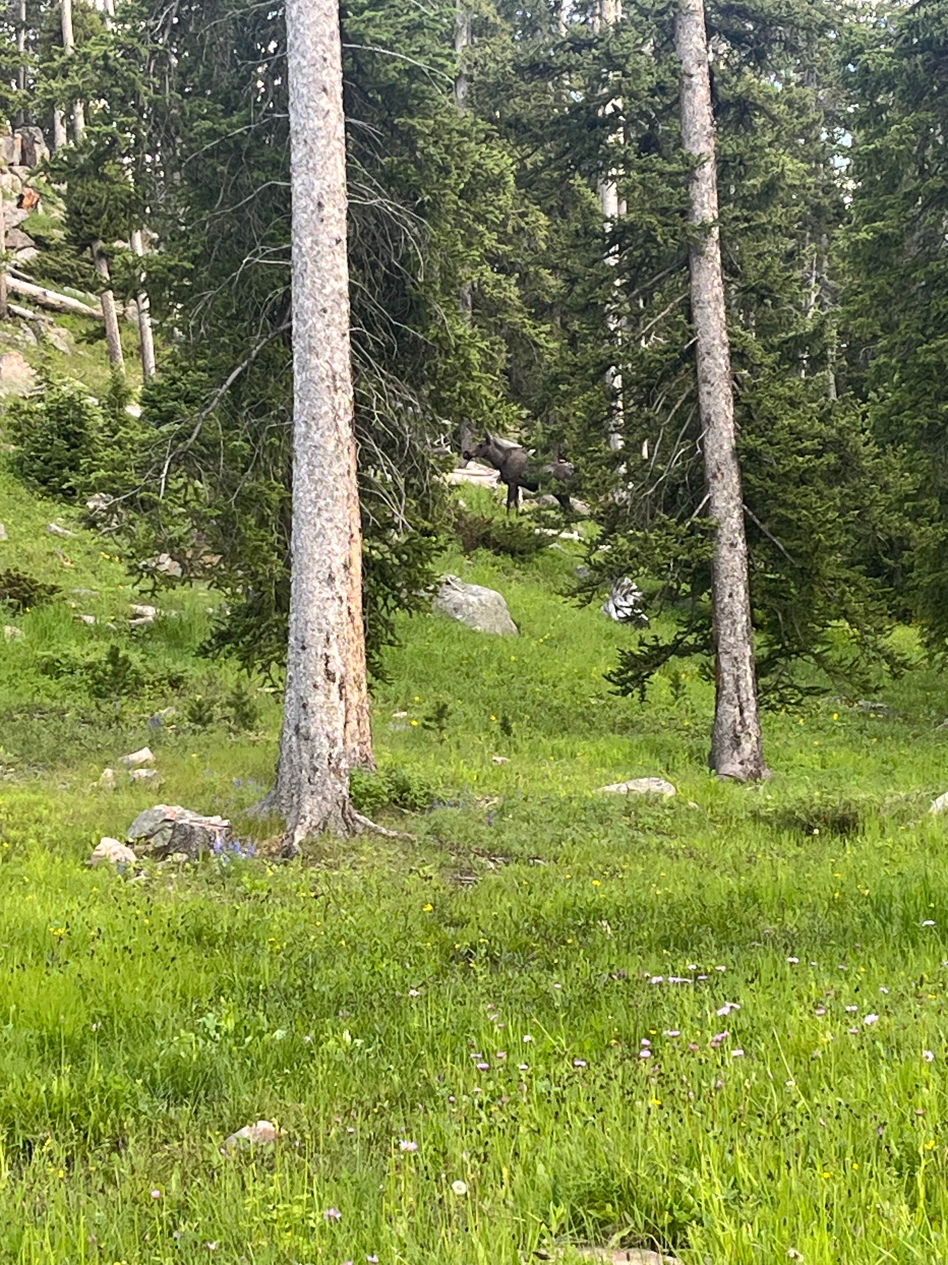 Camper-submitted photo at Owen Creek near Shell, WY