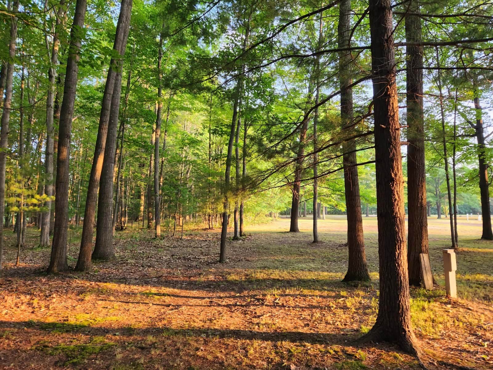 Camper submitted image from Secord Lake Campground - 2