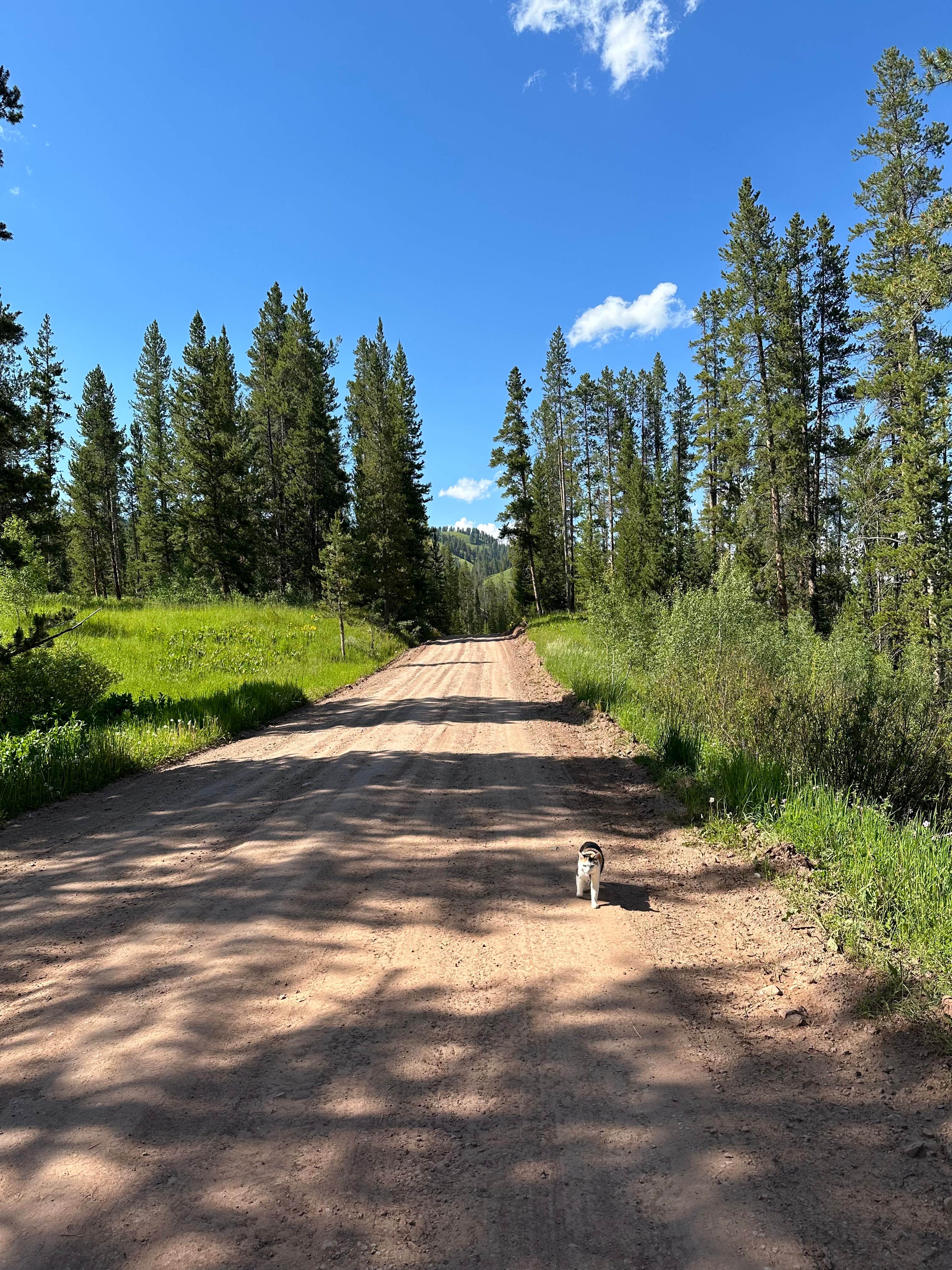 Camper-submitted photo at Fall Creek Road - Dispersed near Wilson, WY