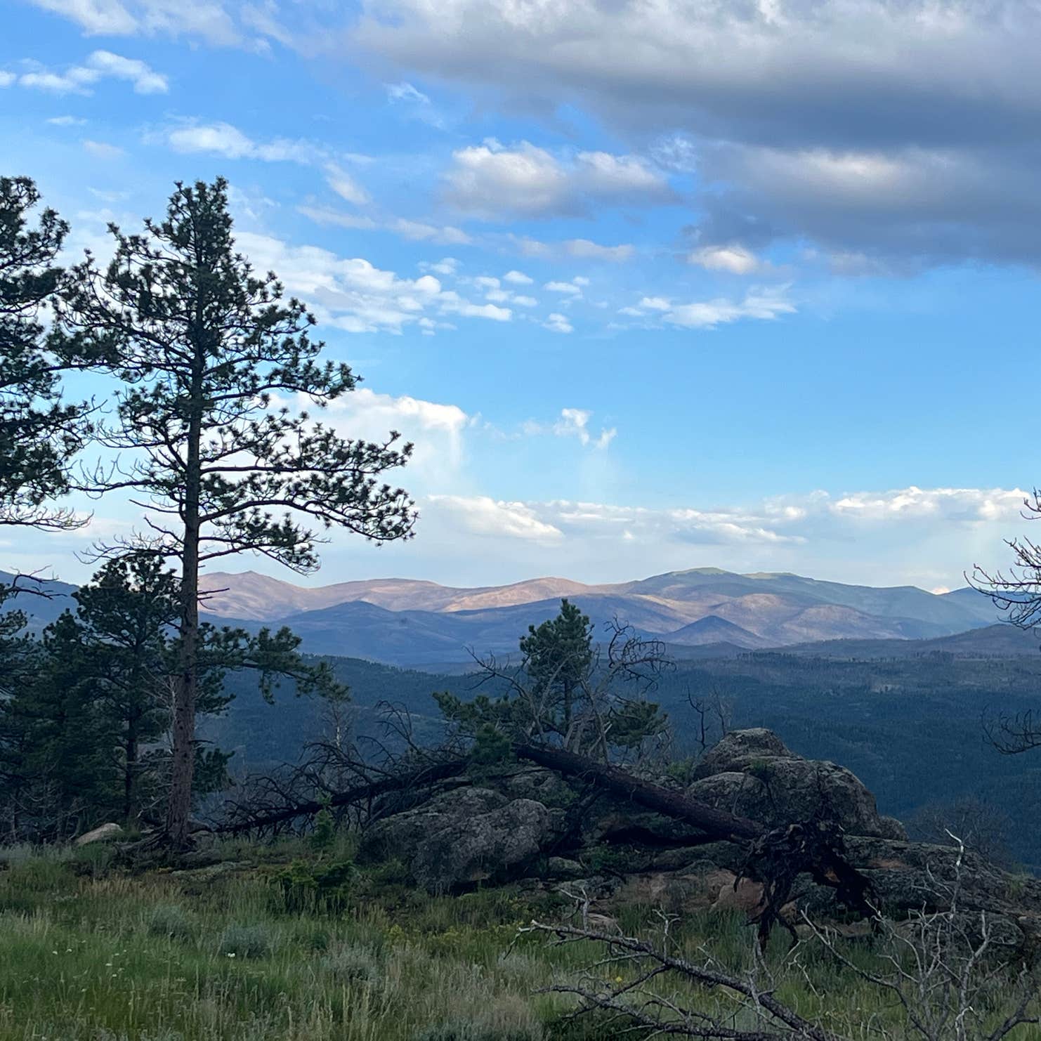 Pingree Hill Dispersed Camping | Red Feather Lakes, CO