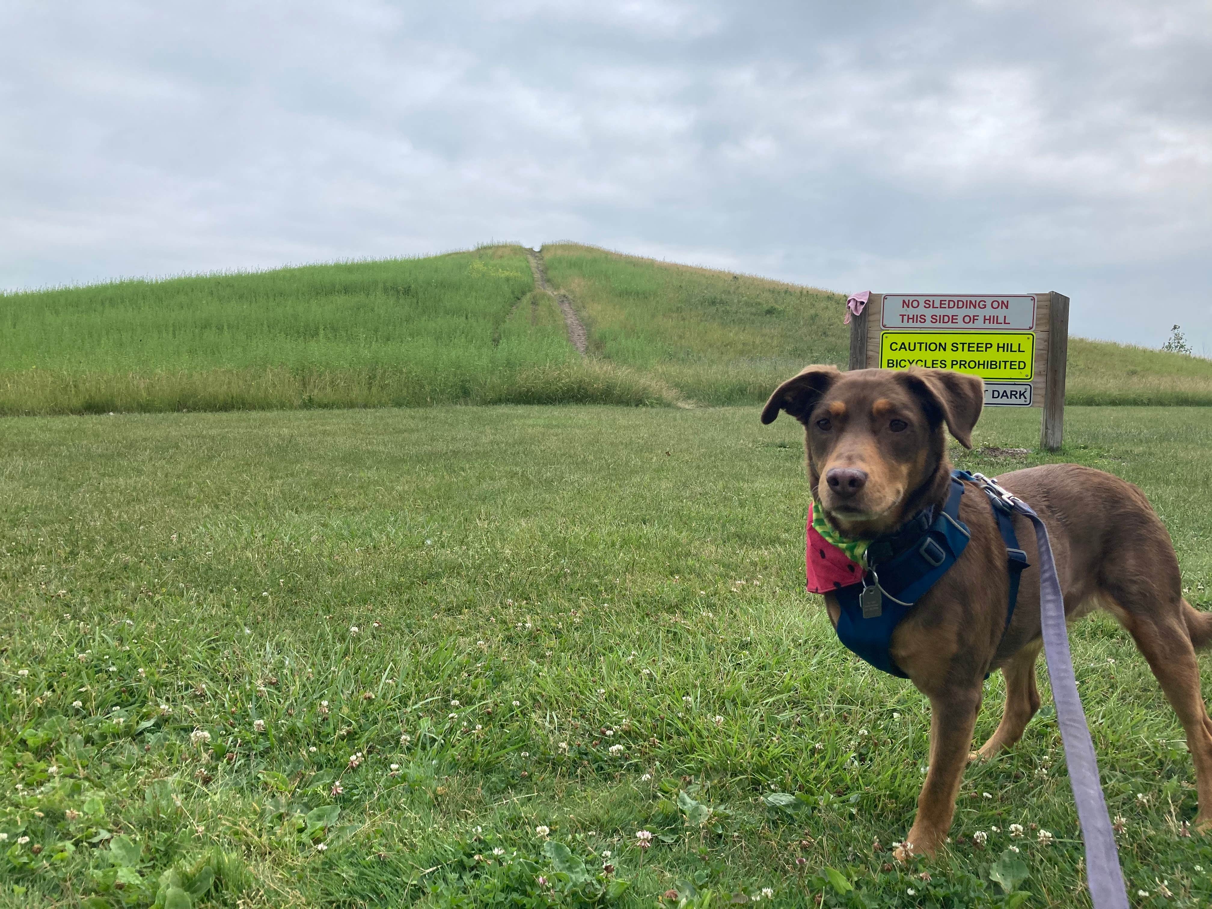 Grace H.'s photo of camping with pets at Maumee Bay State Park Campground near Vickery, OH