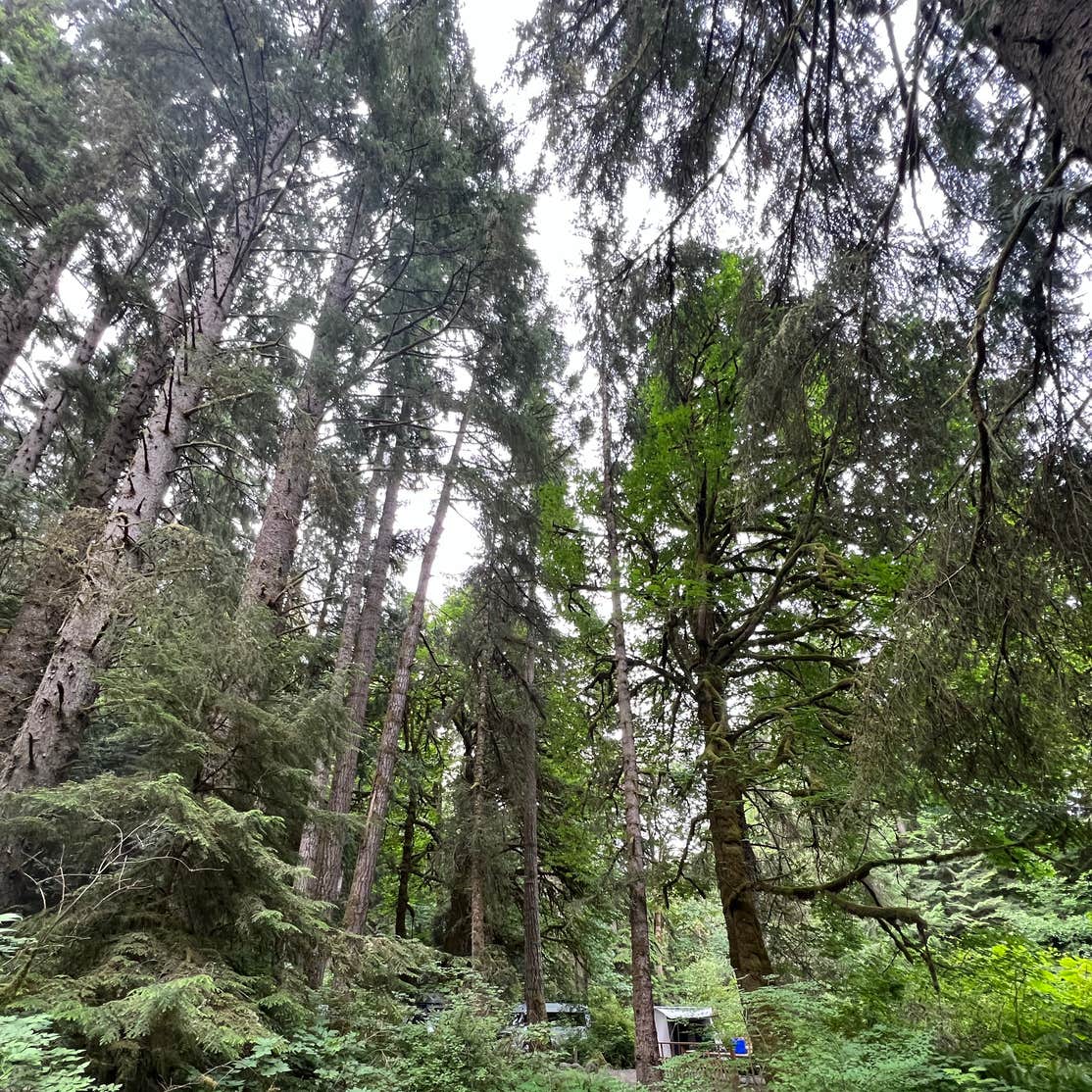 Lyre River Campground | Port Angeles, WA