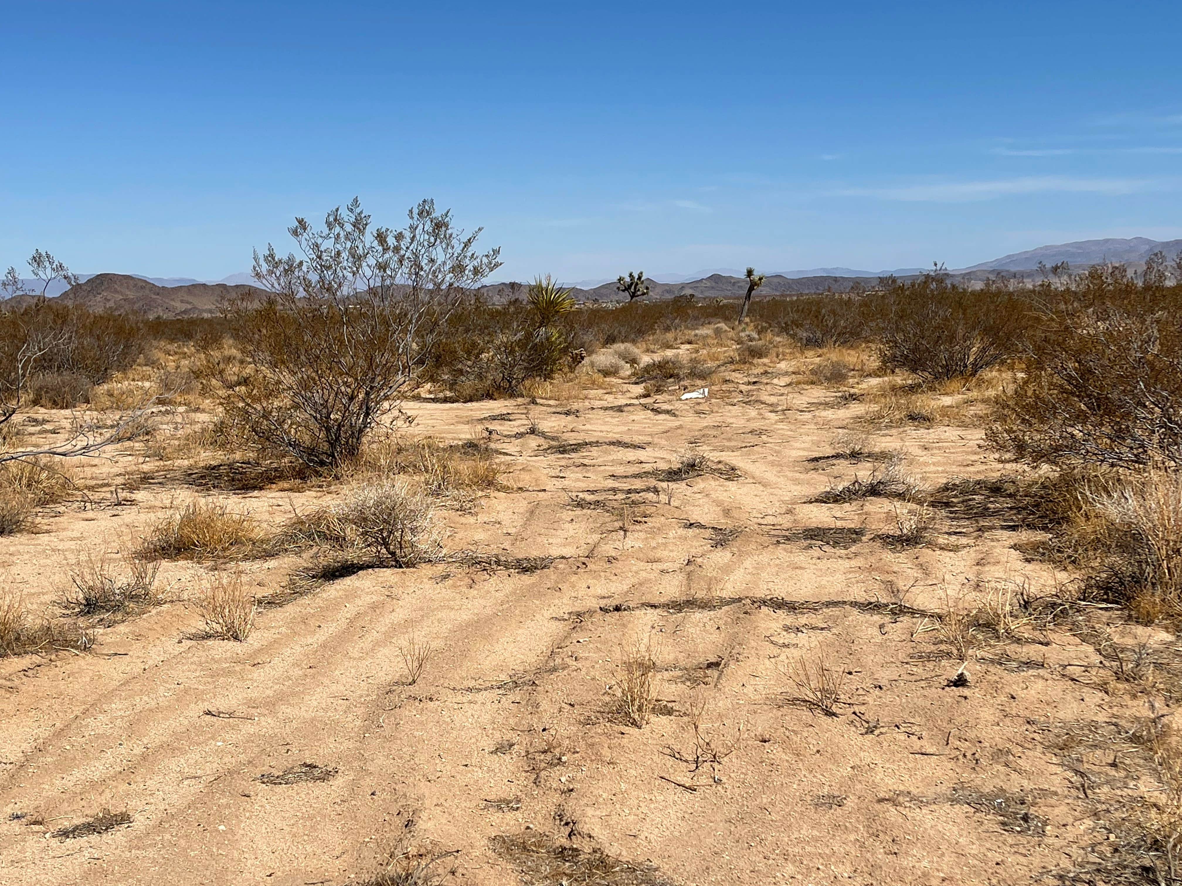 Moonlight Desert Landscape Camping | Santa Monica, CA