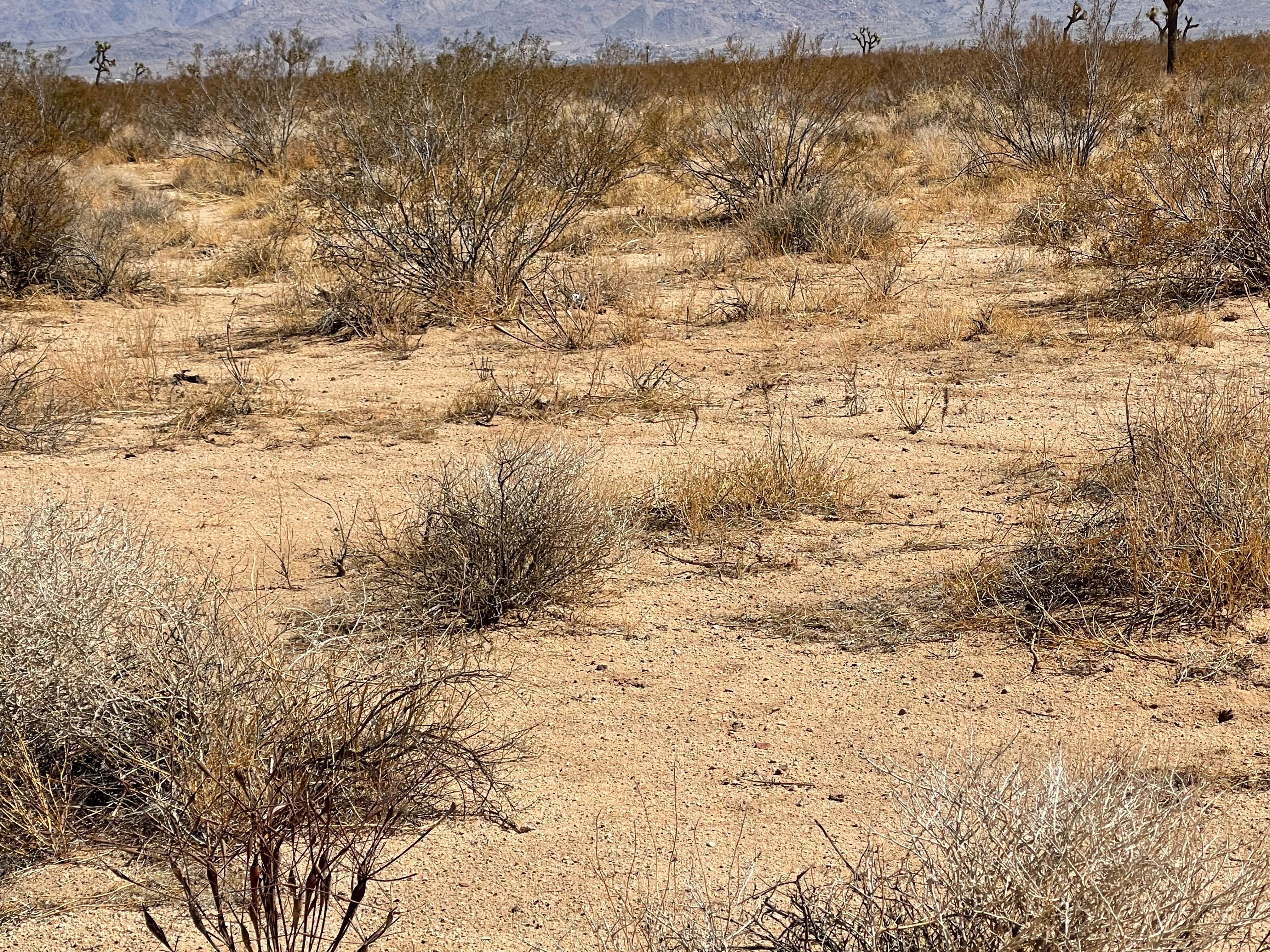 Camper submitted image from Moonlight Desert Landscape - 1