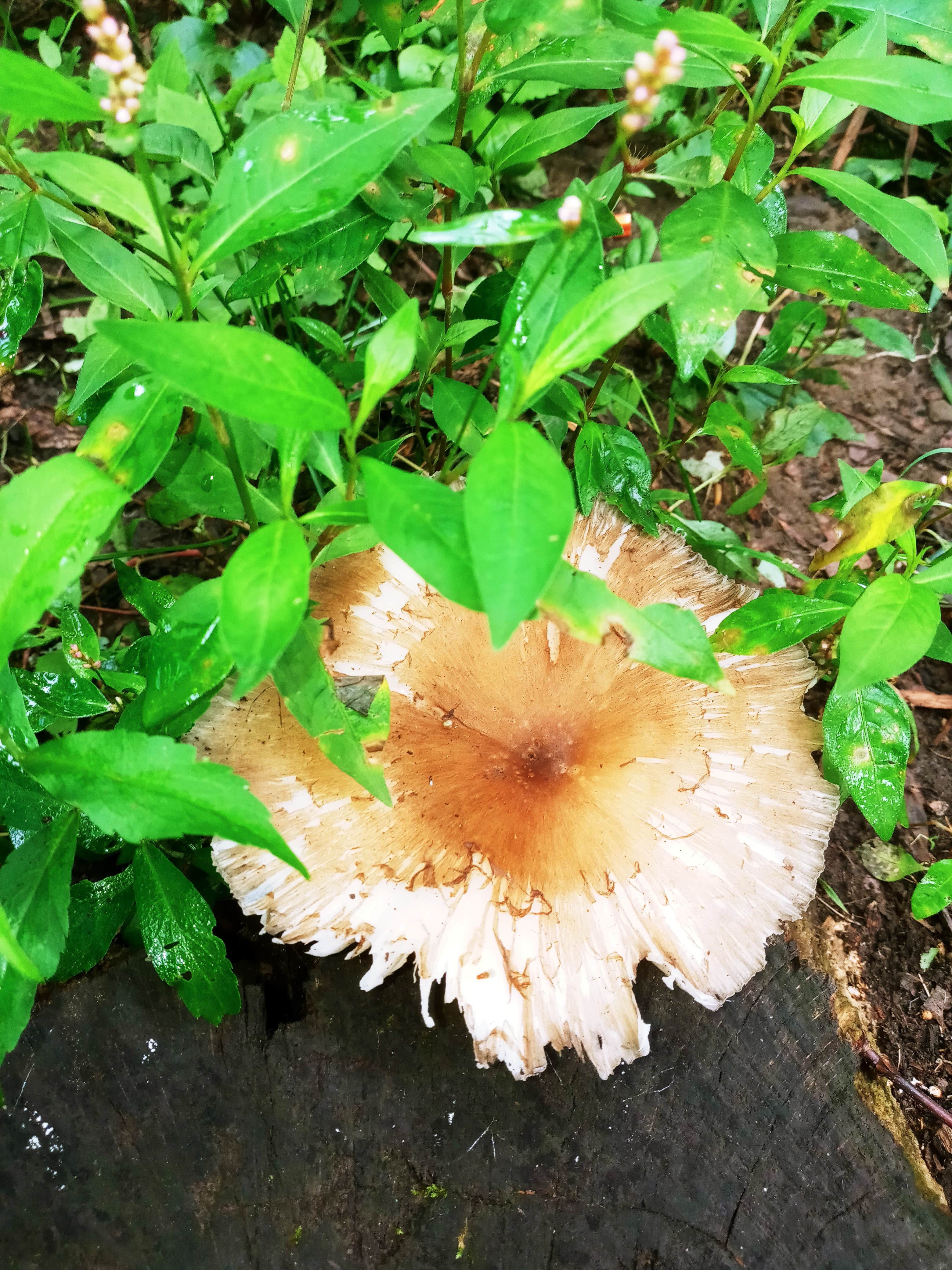 Camper-submitted photo at Moon Lake Recreation Area Campground — Pinchot State Forest near Plymouth, PA