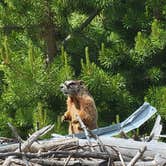 Review photo of Hog Park Campground by Steve , July 12, 2023