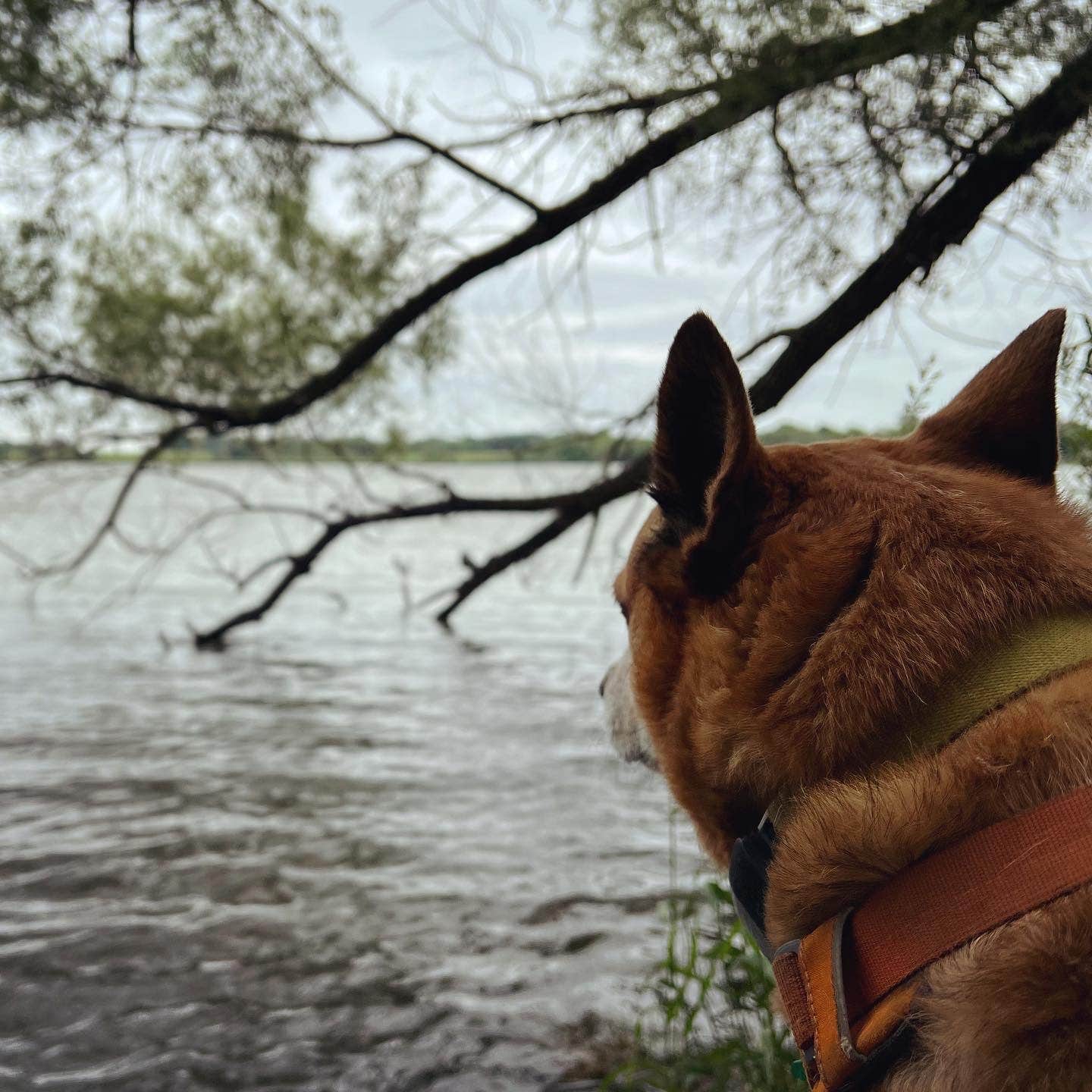 Art S.'s photo of camping with pets at Myre State Park Campgrounds near Osage, IA