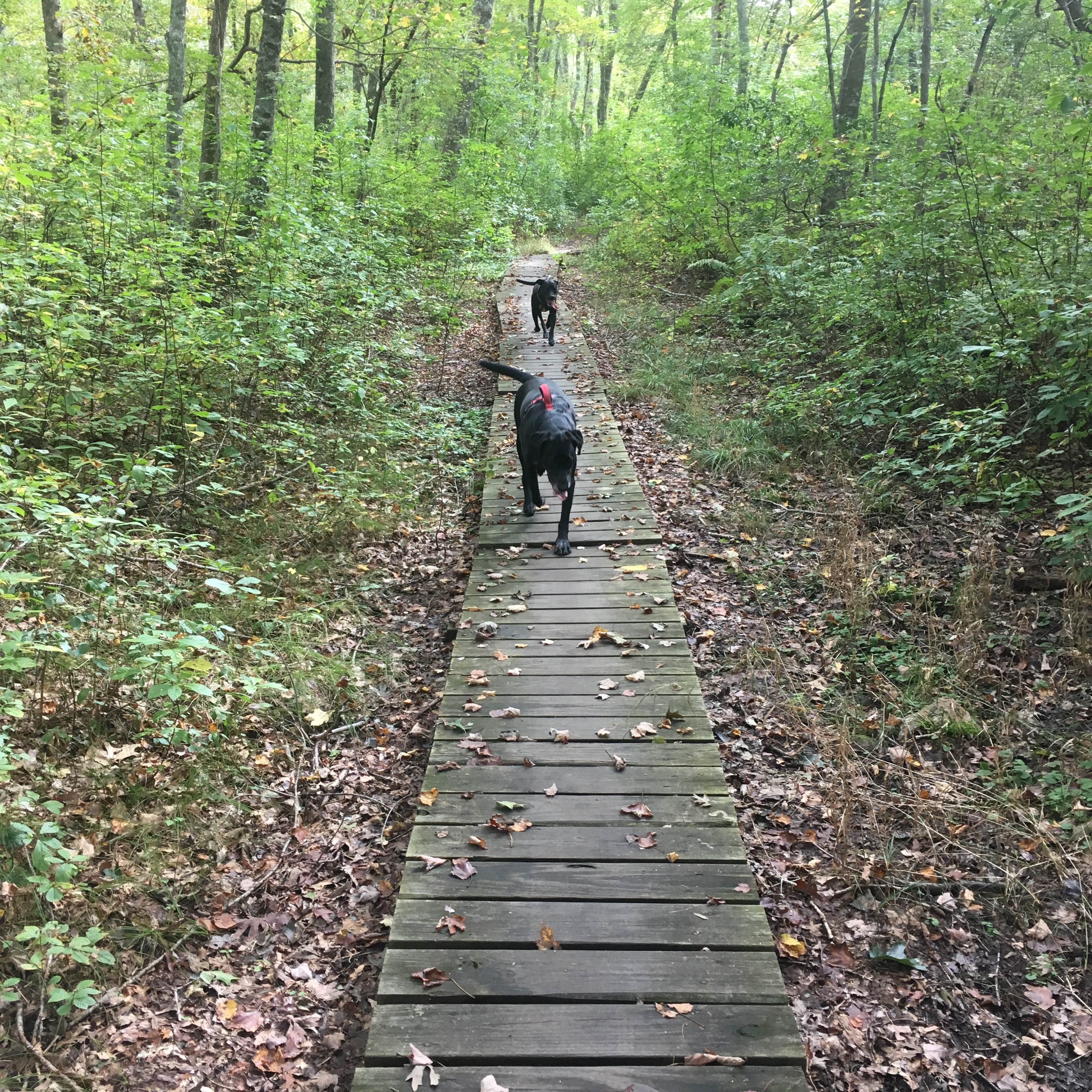 Camper-submitted photo at Burlingame State Park Campground near Block Island, RI