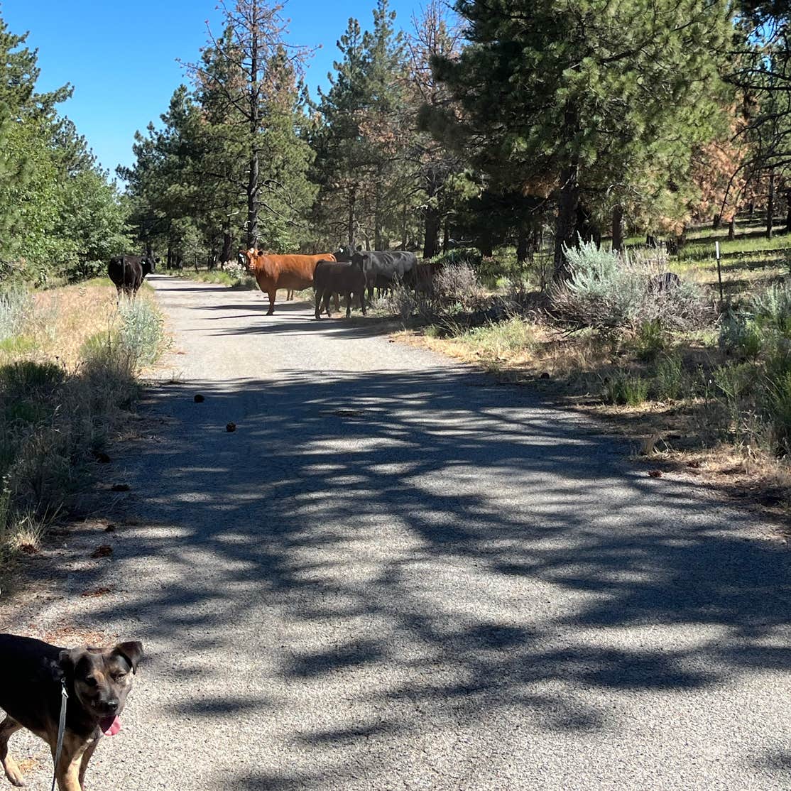 Kitchen Creek Road Camping The Dyrt