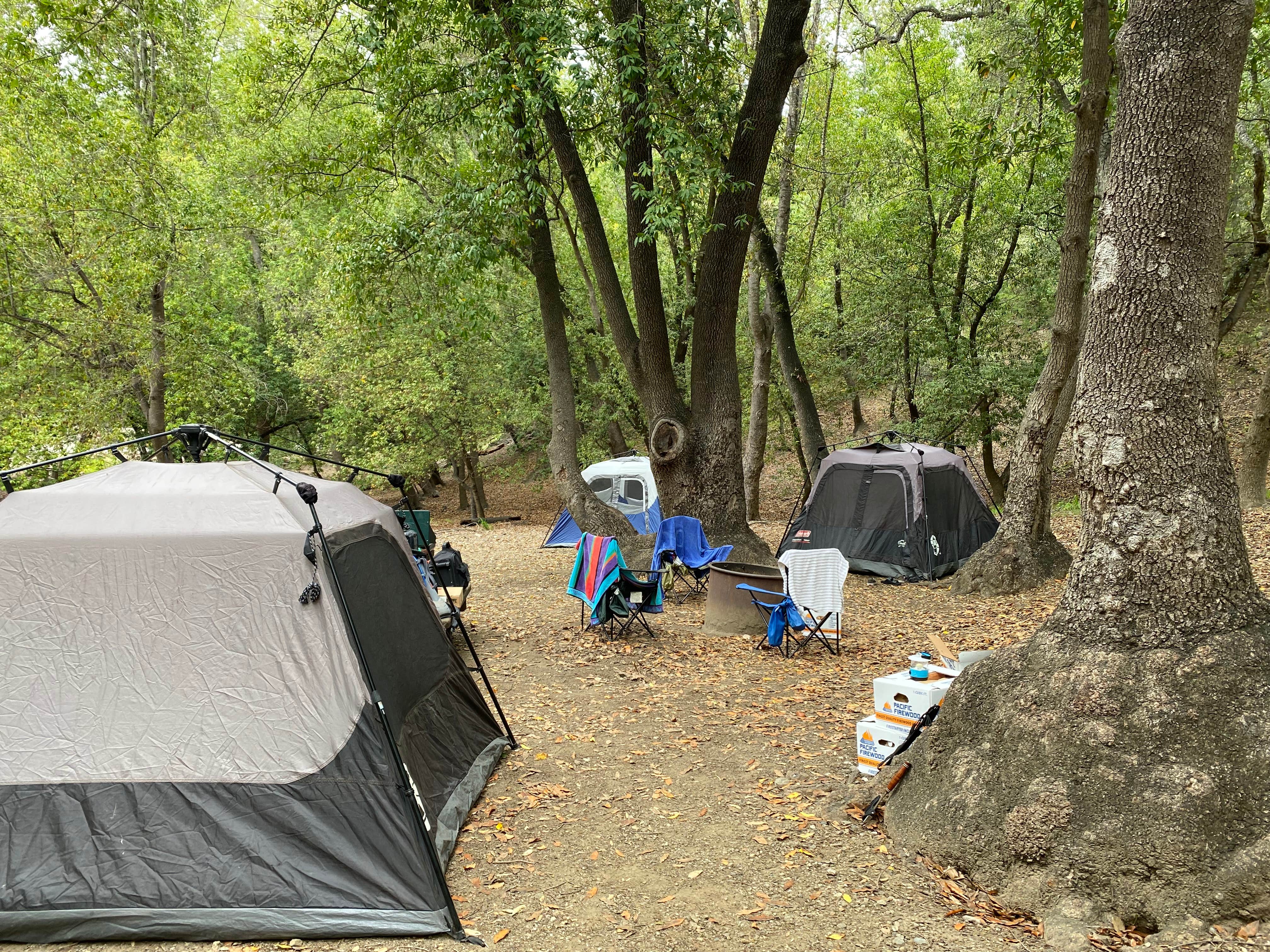 Andre V.'s photo of tent camping at Pfeiffer Big Sur State Park Campground near Moss Landing, CA