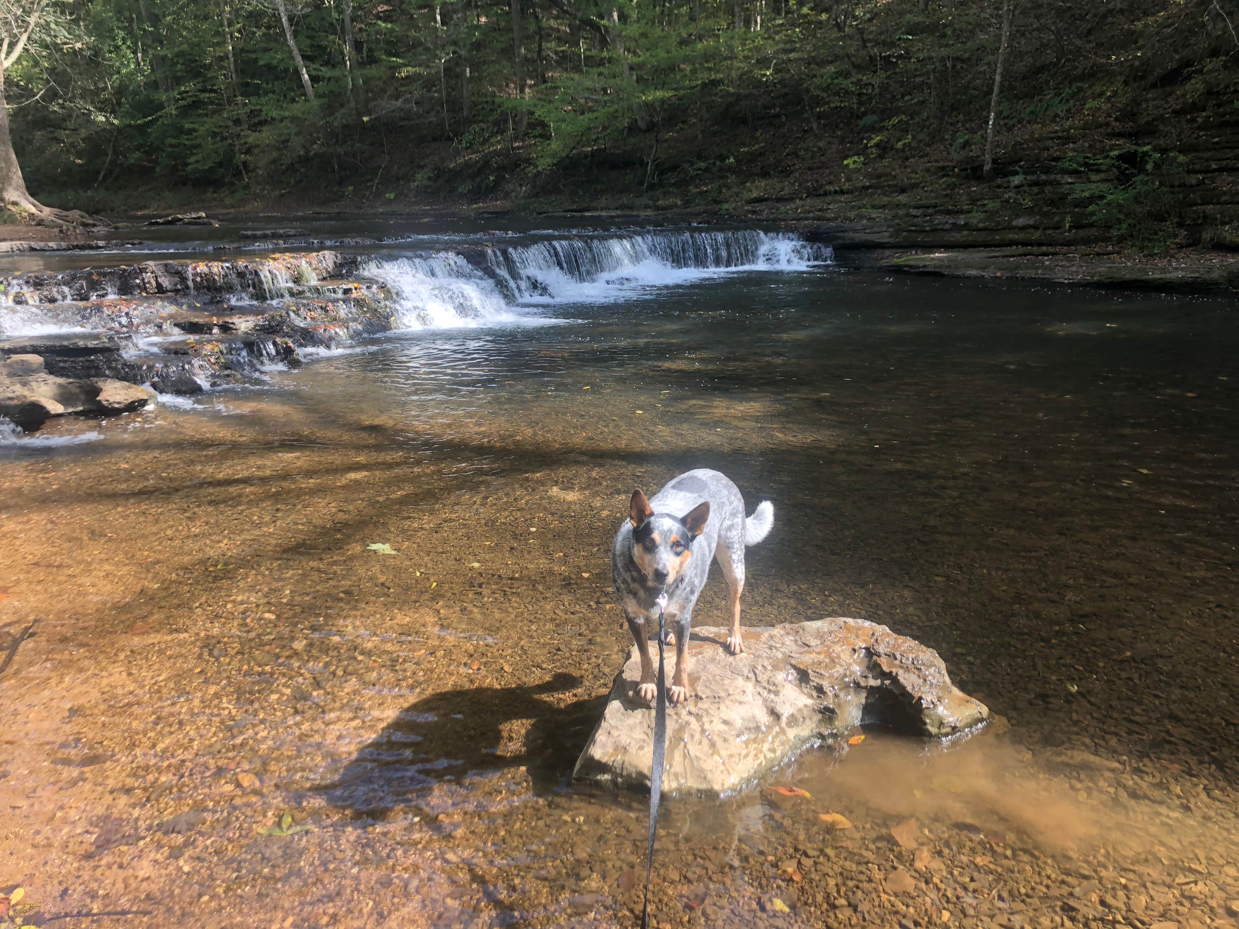 Shelly S.'s photo of camping with pets at David Crockett State Park Campground near Rogersville, AL