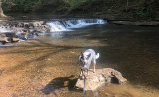 Shelly S.'s photo of camping with pets at David Crockett State Park Campground near Lawrenceburg, TN