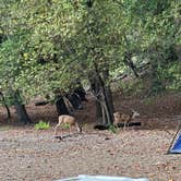 Review photo of Pfeiffer Big Sur State Park Campground by Andre V., July 13, 2023