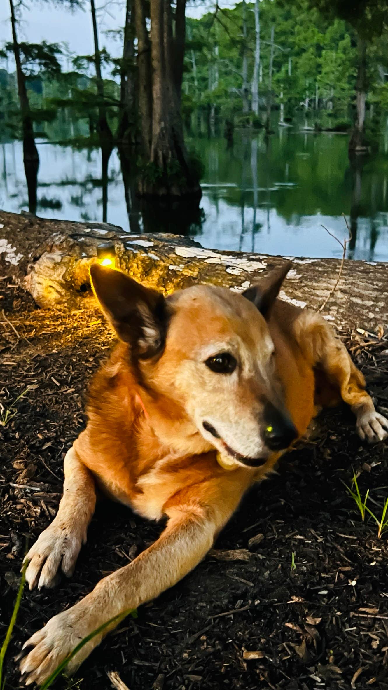Jeff & Jamie G.'s photo of camping with pets at Flamingo Pointe RV Park at Lake Wallace, 2 miles off US HYW 165 near Arkansas River - Wilbur D. Mills Pool