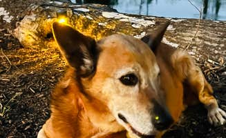 Jeff & Jamie G.'s photo of camping with pets at Flamingo Pointe RV Park at Lake Wallace, 2 miles off US HYW 165 near Arkansas River - Wilbur D. Mills Pool