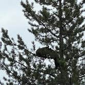 Review photo of Jenny Lake Campground — Grand Teton National Park by Heidi L., July 13, 2023