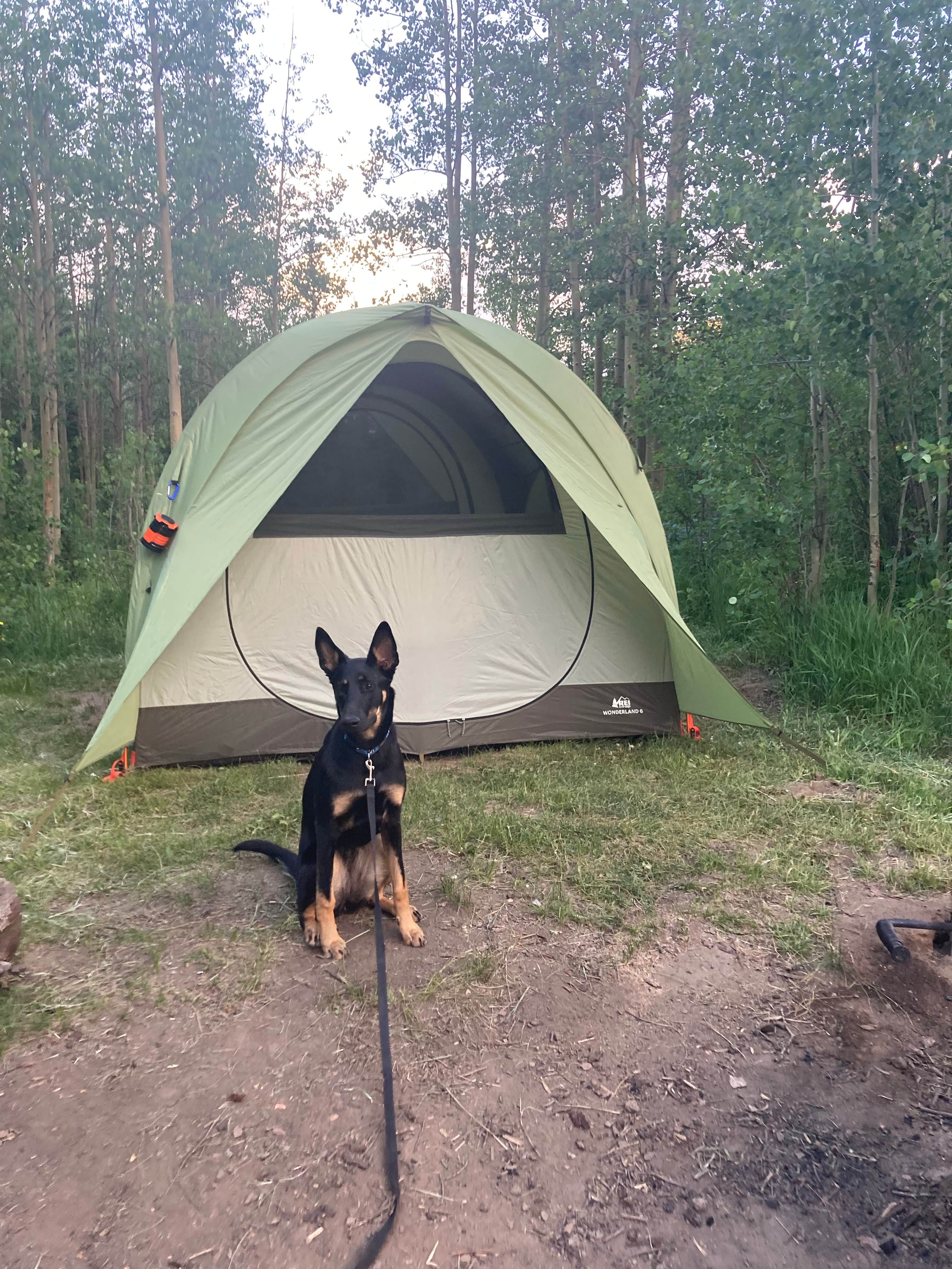 Rachel W.'s photo of camping with pets at Clear Lake near Dumont, CO