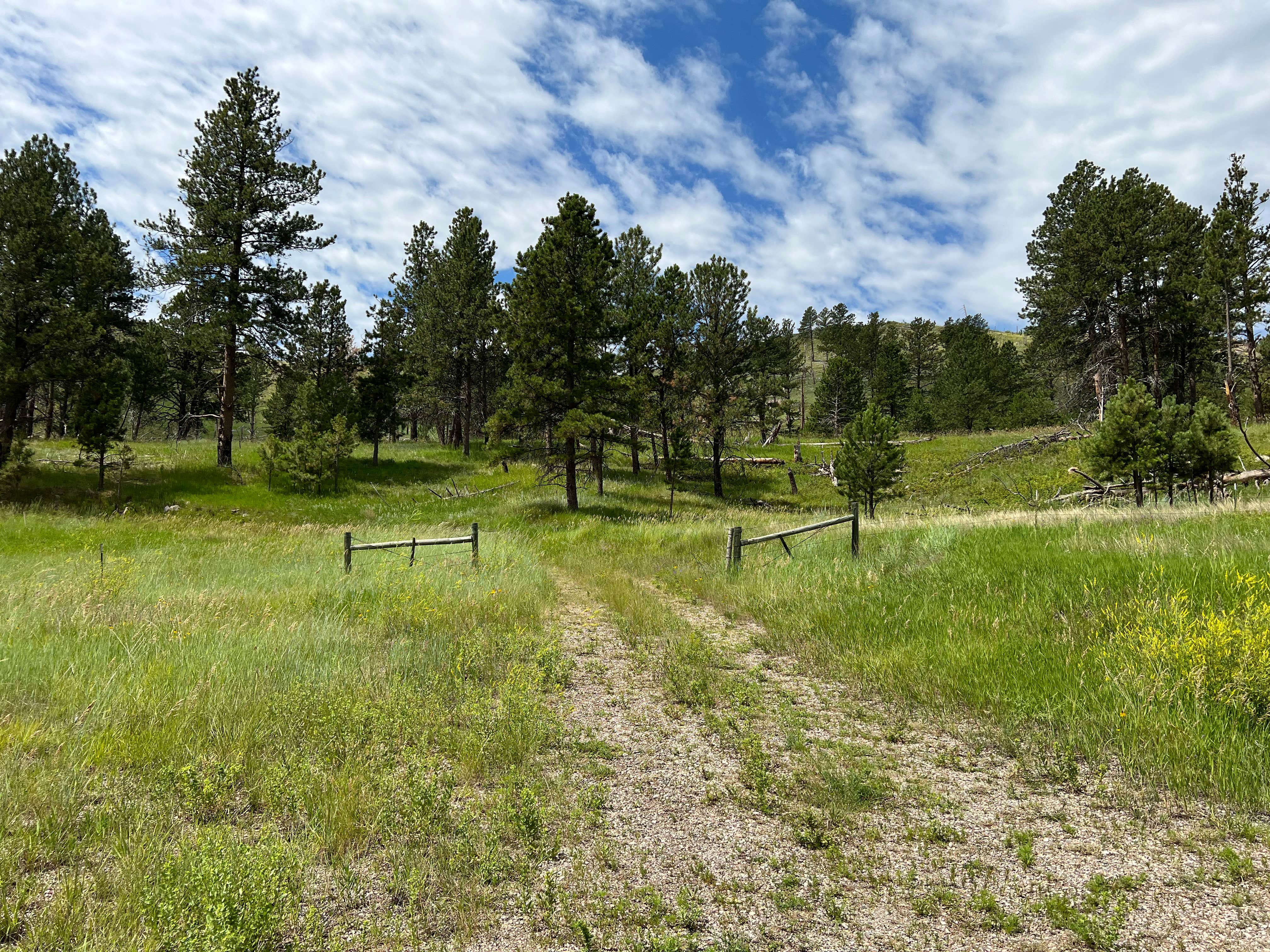 Camper-submitted photo at Black Hills Dispersed Site - Hwy 89 near Fairburn, SD