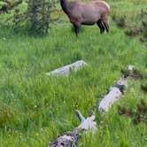 Review photo of Bridge Bay Campground — Yellowstone National Park by Mashael A., July 13, 2023