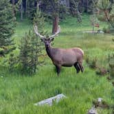 Review photo of Bridge Bay Campground — Yellowstone National Park by Mashael A., July 13, 2023