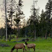 Review photo of Bridge Bay Campground — Yellowstone National Park by Mashael A., July 13, 2023