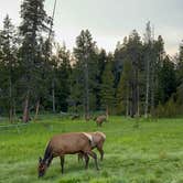 Review photo of Bridge Bay Campground — Yellowstone National Park by Mashael A., July 13, 2023