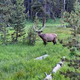 Review photo of Bridge Bay Campground — Yellowstone National Park by Mashael A., July 13, 2023