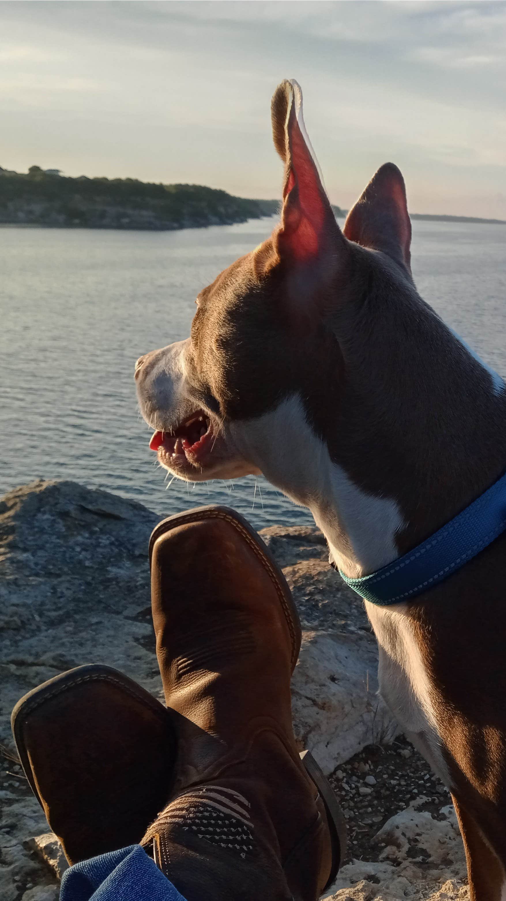 Scotty M.'s photo of camping with pets at Eisenhower State Park Campground near Pottsboro, TX