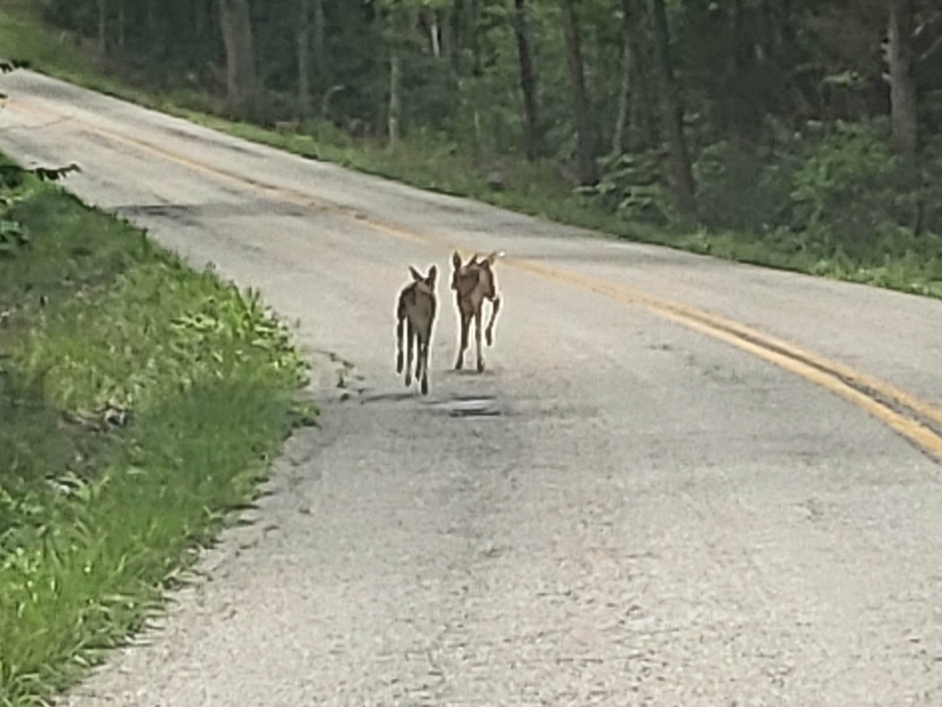 Jim's photo of camping with a horse at Lago Linda Hideaway near Daniel Boone National Forest