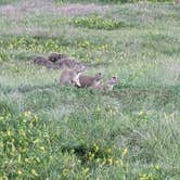 Review photo of Belle Fourche Campground at Devils Tower — Devils Tower National Monument by Kristi D., July 14, 2023