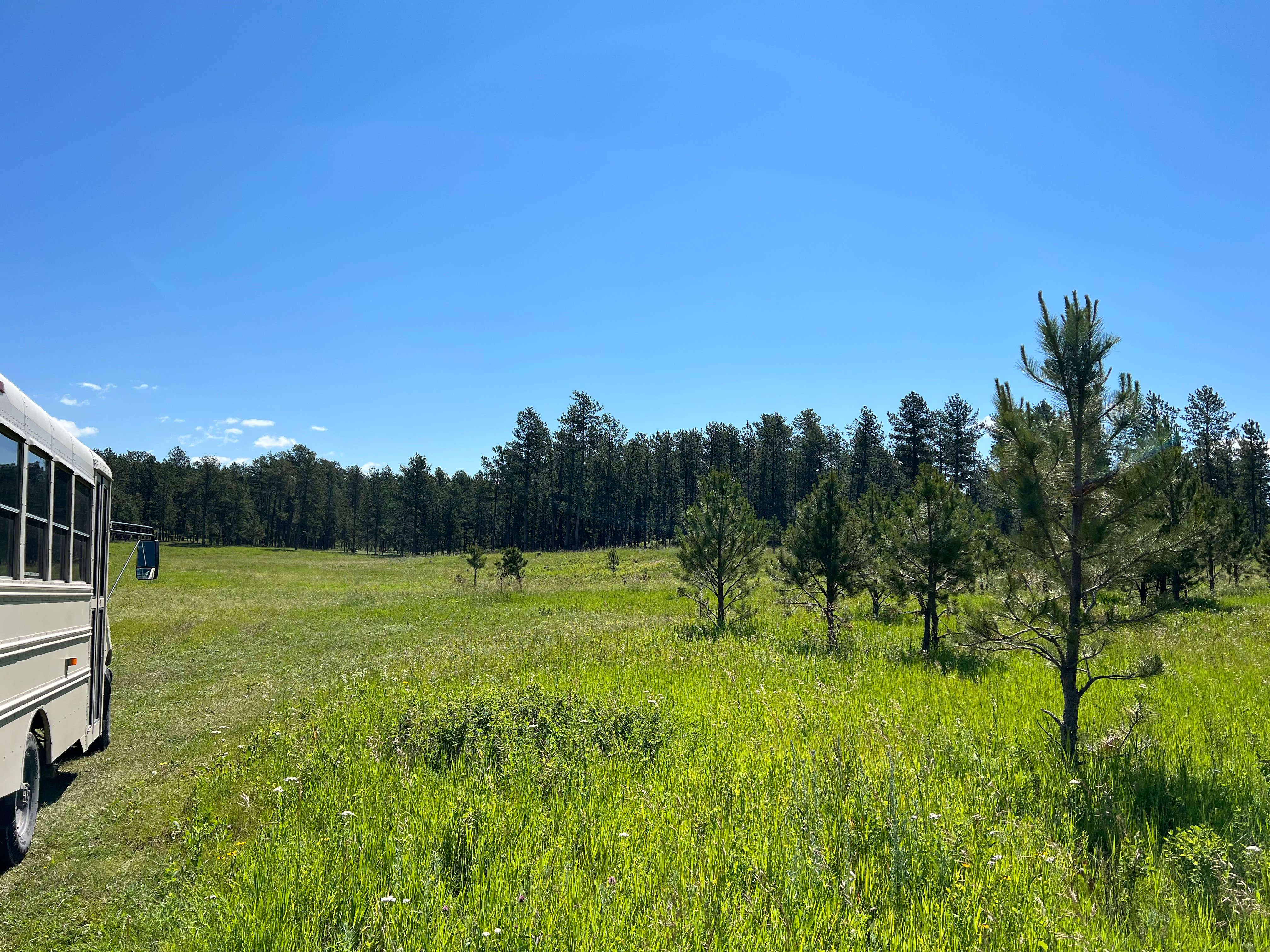 Camper-submitted photo at Black Hills NF FR307 Dispersed Camping near Pringle, SD