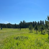 Review photo of Black Hills NF FR307 Dispersed Camping by Art S., July 14, 2023