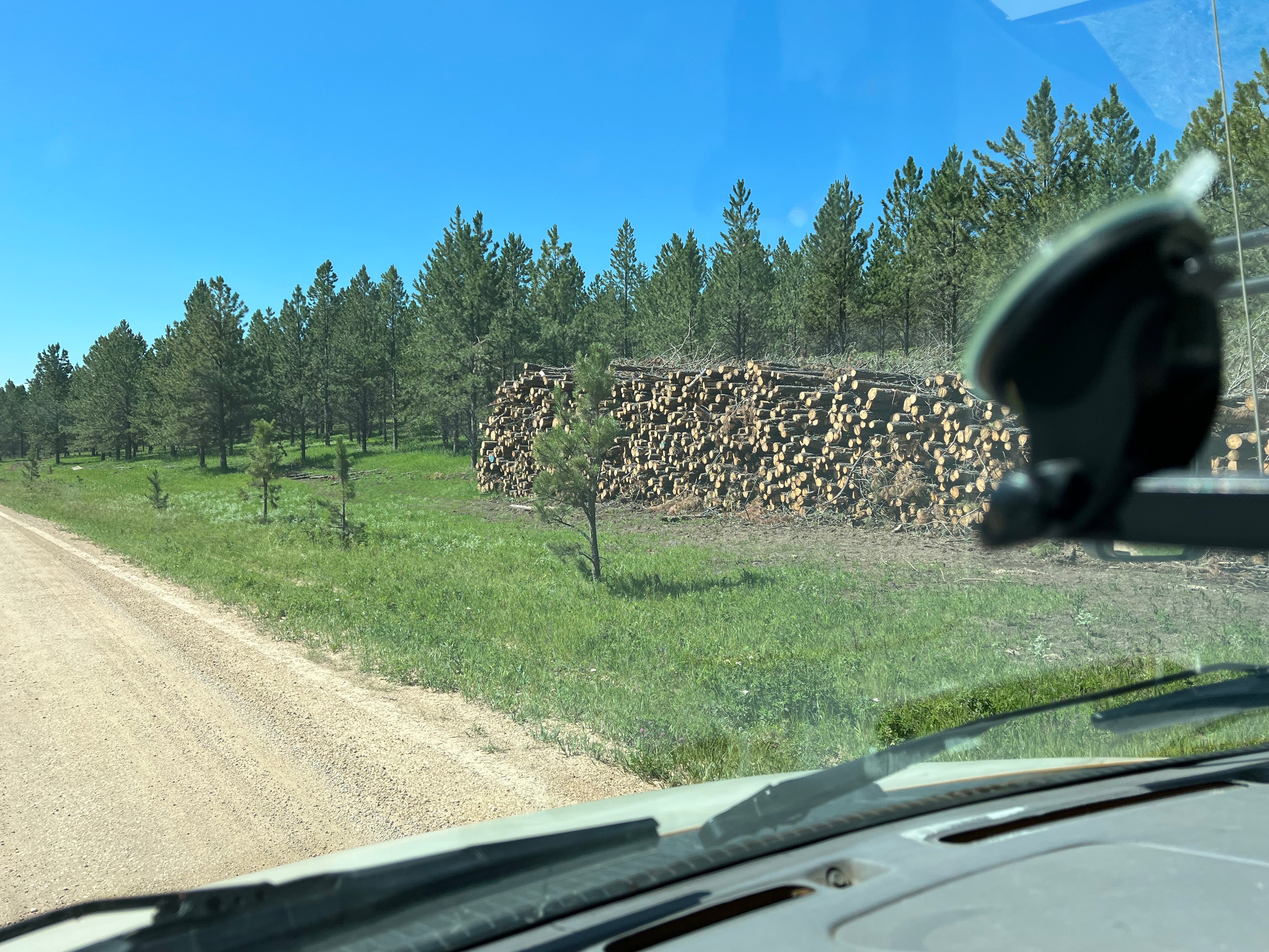 Camper submitted image from Black Hills NF FR307 Dispersed Camping - 3