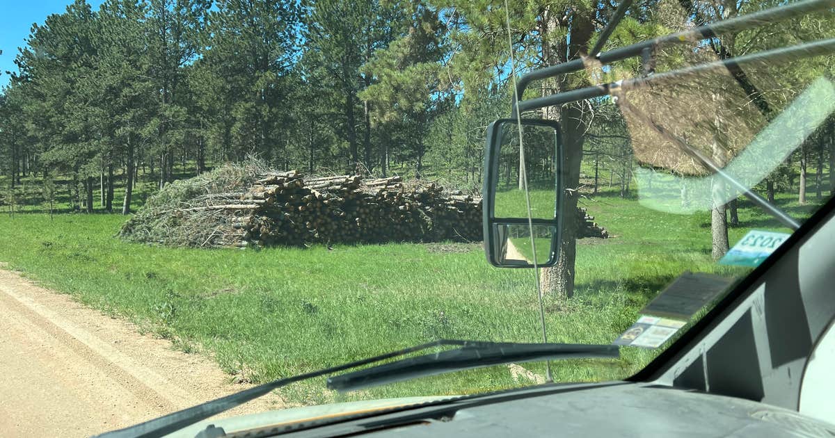 Black Hills NF FR307 Dispersed Camping