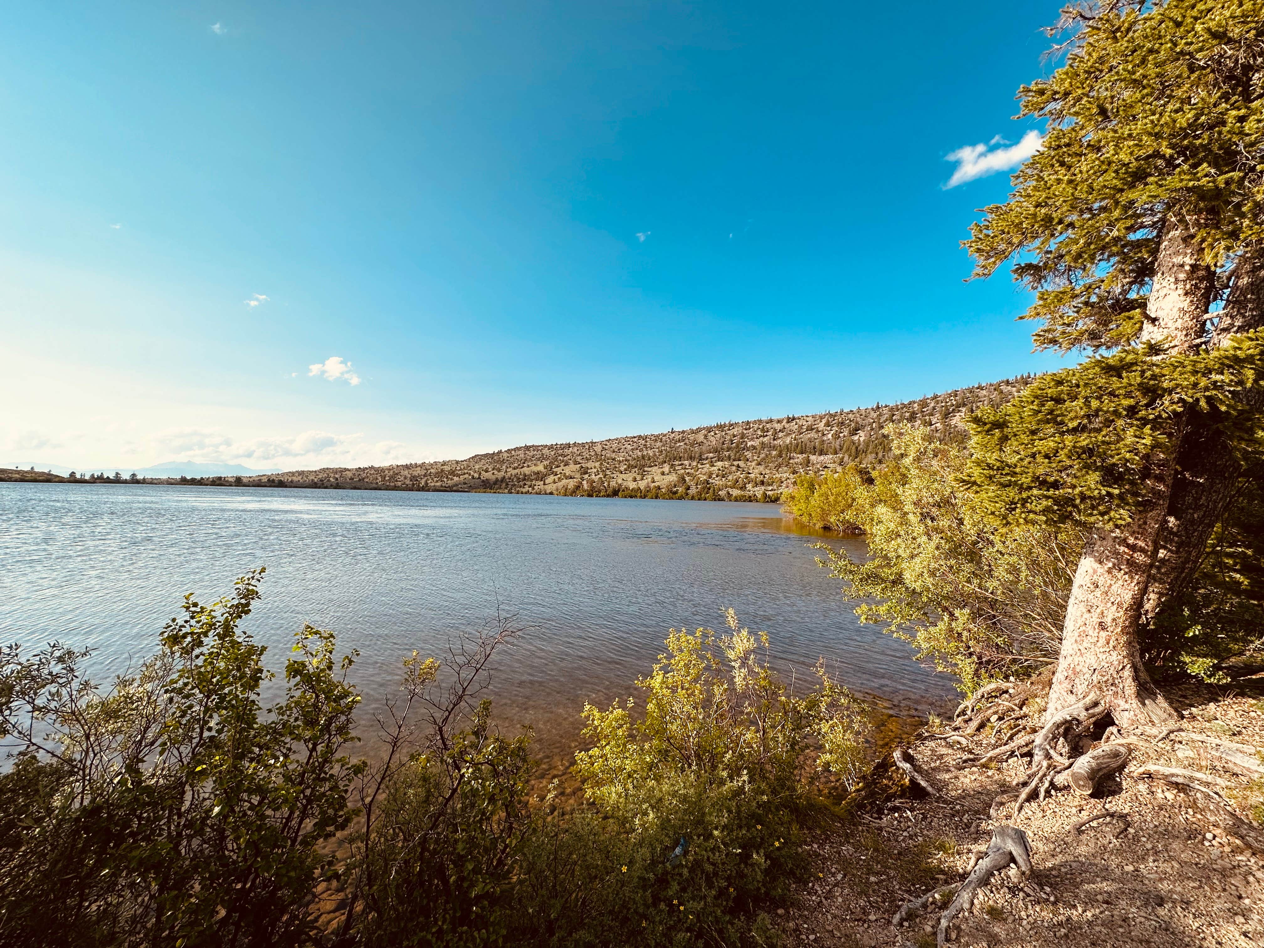 Camper-submitted photo at Ring Lake RV and Tent Site near Dubois, WY